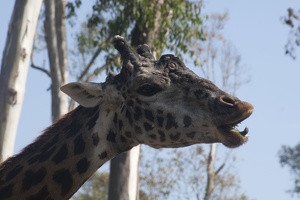 316-5517 San Diego Zoo - Giraffes